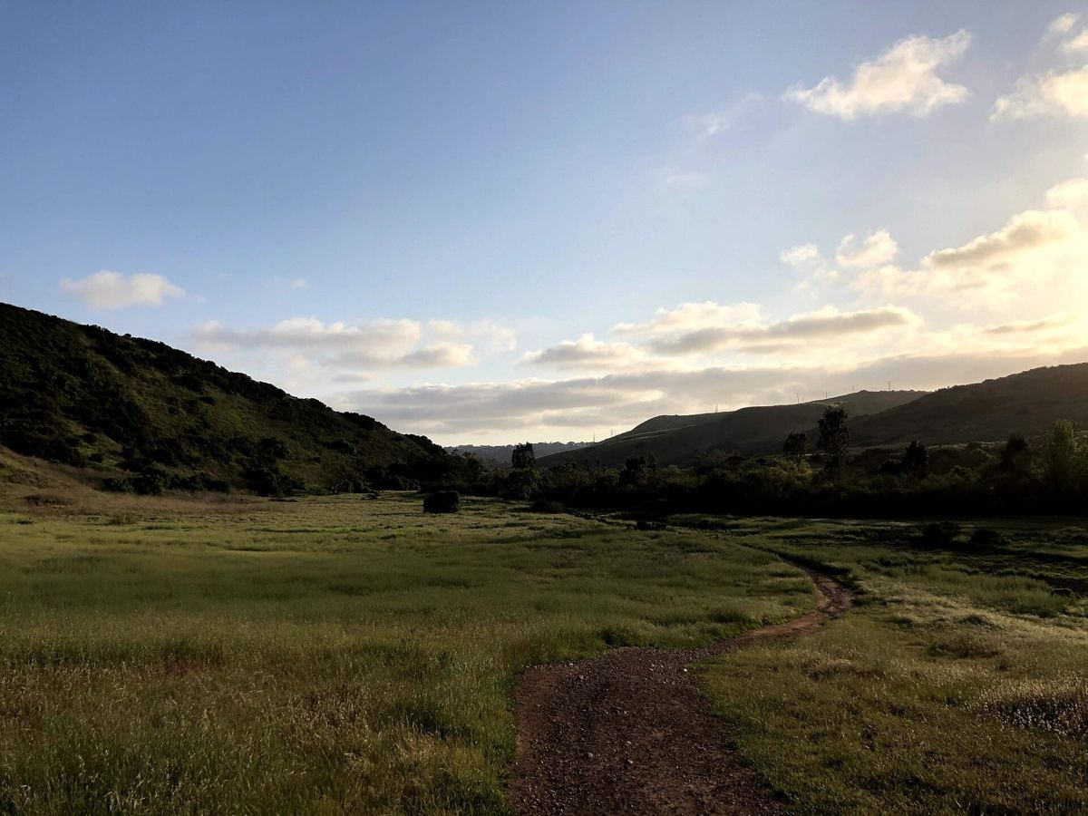 Hills and eucalyptus in North County